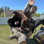 All American Tree Specialist Gallery Image